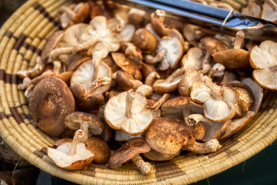 A close-up view of a woven wicker basket filled with freshly picked wild mushrooms of various sizes and shapes, including some with caps and stems, placed outdoors on a table or surface. The mushrooms have earthy brown and beige tones with some dirt still clinging to them, indicating recent harvest. In the background, part of a metal tool, possibly a knife or pruning shears, is visible resting on the basket's edge. This scene illustrates the process of gathering or packing natural produce, relevant to home relocation or packing and moving services offered by Acton Man and Van, as part of packing and transporting delicate, irregular-shaped items during a house removal or furniture transport.